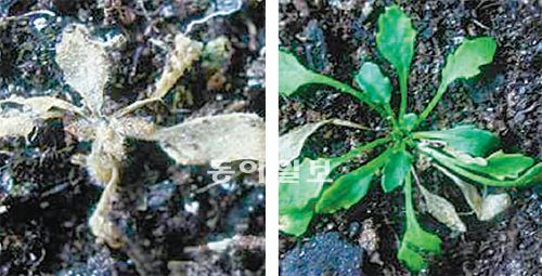 글리코파이트 식물(왼쪽)과 할로파이트 식물을 영하 12도에서 24시간 두었다. 환경스트레스에 강한 할로파이트 식물은 추위 속에서도 살아남았지만 글리코파이트 식물은 냉해로 시들었다. 교육과학기술부 제공