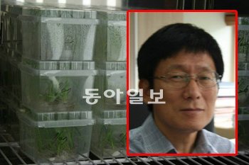 김주곤 명지대 교수는 사막 식물에서 추출한 유전자로 일반 벼보다 생산량이 20% 이상 많은 슈퍼벼를 개발했다.