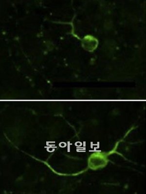 쥐에 사람의 언어유전자 ‘FOXP2’를 넣어주면 찍찍거리는 소리가 바뀌고 뇌세포에 변화가 생긴다. 쥐의 FOXP2 유전자가 있는 
정상 쥐의 뉴런(위)에 비해 사람의 FOXP2 유전자가 있는 쥐의 뉴런(아래)의 신경돌기(실처럼 보이는 부분)가 더 길다. 셀
 제공
