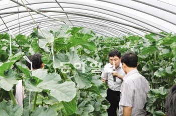 6월 전북 남원시 금지면의 멜론 농가에서 농촌진흥청, 농수산물유통공사의 전문가들이 농민들에게 멜론의 품질을 높이기 위한 재배 방법을 설명하고 있다. 농촌진흥청 제공