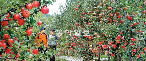한국인이 가장 즐겨 먹는 과일인 사과. 기온상승으로 20~30년 후에는 아열대성 과일을 국내에서 재배하고 먹게 될지도 모른다. 동아일보DB