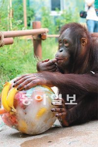 19일 오후 오랑우탄 보람이가 바나나 사과 복숭아를 넣은 얼음덩이를 깨먹고 있다. 서울동물원 제공