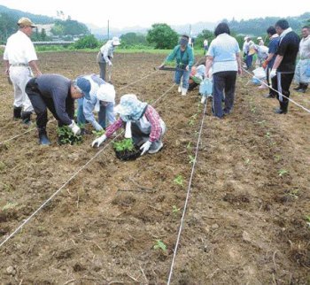 일본 후쿠시마 현 조엔지의 아베 고유 주지 스님과 지역 주민이 설립한 ‘꽃에게 소망을’이라는 시민단체가 방사능 오염 토지에 해바라기를 심고 있다. ‘꽃에게 소망을’ 홈페이지