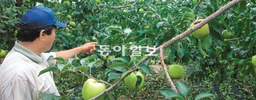 18일 충북 충주시의 사과농민 이종성 씨가 추석을 앞두고도 여전히 초록색인 사과밭을 가리키며 애를 태우고 있다. 날이 화창했던 이날, 그는 인부들을 고용해 3만3000㎡(약 1만 평) 땅 위에 심어진 사과나무의 사과잎을 일일이 손으로 따고 있었다. 그는 “사과 알 주변의 잎을 따줘야 햇볕이 조금이라도 더 들어오지 않겠느냐”고 말했다. 충주=임우선 기자 imsun@donga.com