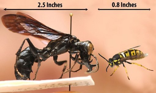 괴물 말벌(왼쪽)과 보통 말벌 크기 비교 (출처: 데일리메일)