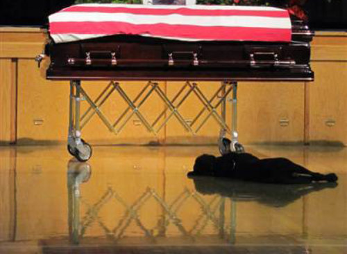 19일 미국 아이오와 주의 한 교회에서 열린 존 투밀슨 대원의 장례식에서 애완견 호크아이가 드러누운 채 관을 지키고 있다. 사진 출처 데일리메일