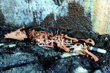 동굴에서 발견된 멧돼지 뼈. 이 멧돼지는 통일신라시대 때 제물로 사용된 것으로 추정된다. 세계자연유산관리단 제공