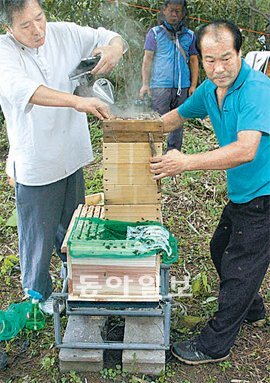 전남 보성군 벌교읍 이유한 씨 토종벌 대피 번식공간에서 이뤄진 현대식 개량벌통 교체작업. 밑에 있는 벌통이 현대식 개량벌통이며 그 위에 있는 것이 정사각형 모양의 재래식 벌통이다. 농촌진흥청 제공