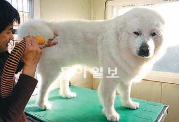 그레이트피레네 종. KBS ‘1박2일’에 나와 인기를 끌었던 같은 품종의 ‘상근이’. 동아일보DB
