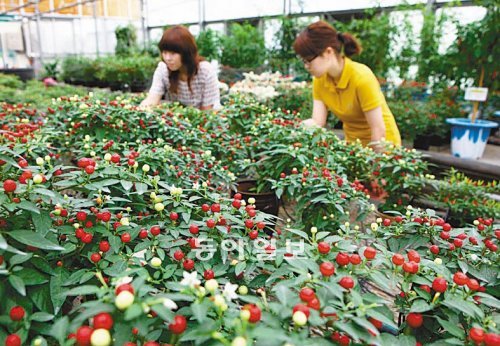 ‘2011괴산고추축제’가 4일까지 괴산읍 동진천 둔치 일원에서 열린다. 괴산군농업기술센터 직원들이 자신들이 키운 고추를 살펴보고 있다. 괴산군 제공