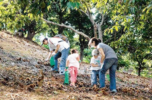 충남 공주시는 다음 달 9일까지 밤재배 농가에서 알밤 줍기행사를 연다. 공주시 제공