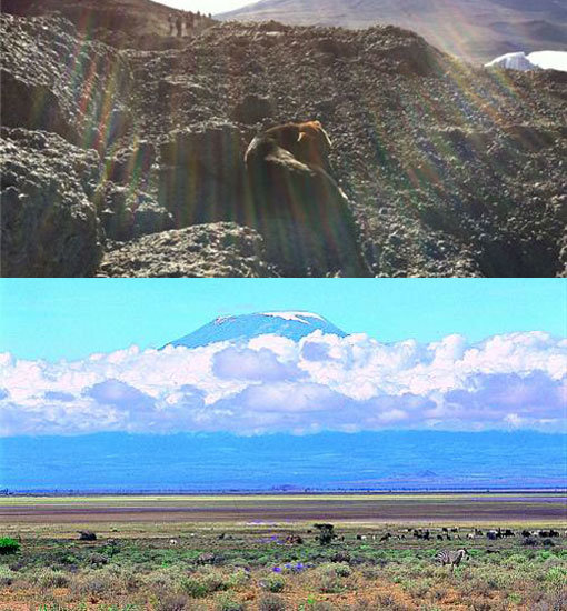 아프리카 대륙 최고봉인 킬리만자로(아래)에서 살고 있는 개(위).