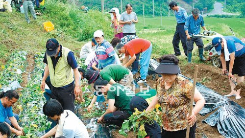 7월 전남 순천시 송광면 덕동마을에서 순천시가 마련한 농촌체험 팸투어에 참가한 도시민들이 고구마를 심고 있다. 순천시 제공