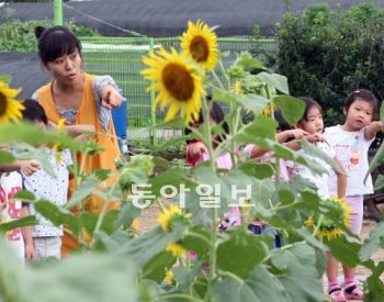 6일 서울 강동구 암사동 바이오 에너지 생산 체험농장에서 관람객들이 해바라기 꽃밭을 둘러보고 있다. 강동구 제공