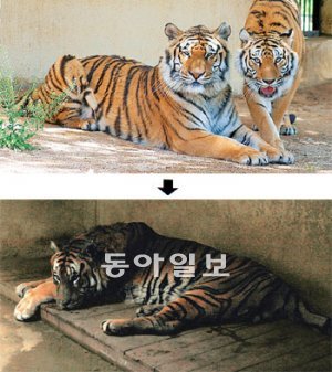 늠름하던 그 모습 어디로… 1994년 ‘백두’(앉아 있는 호랑이)와 ‘천지’가 국내에 들어온 직후 모습(위쪽 사진). 백두는 최근 노화로 거동이 힘들 정도로 쇠약해졌다가 극적으로 기력을 되찾았다. 국립수목원 제공