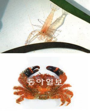 국립생물자원관이 국내에서 새롭게 발굴한 ‘예쁜점 유령새우’(위)와 ‘검은손 부채게’. 국립생물자원관 제공