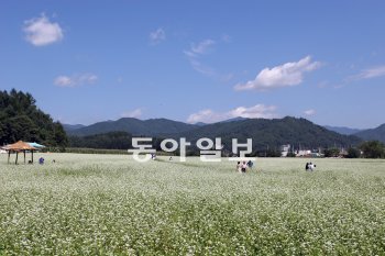 소설 ‘메밀꽃 필 무렵’의 무대인 강원 평창군 봉평면에서 9일부터 열흘 동안 평창효석문화제가 열린다. 봉평의 메밀꽃밭 풍경. 이효석문학선양회 제공