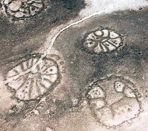 요르단의 아즈라크 오아시스 지역에서 발견된 고대문양의 모습. 거대한 둥근 바퀴들이 군집을 이루고 있다. 라이브사이언스닷컴 홈페이지