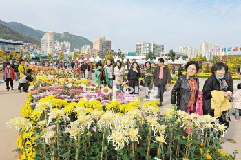 지난해 가고파국화축제를 찾은 관람객들이 국화꽃 사이를 걷고 있다. 창원시 제공