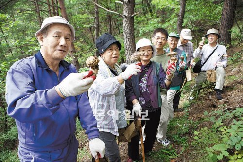 강원 양양송이축제가 29일 막이 올라 다음 달 3일까지 열린다. 지난해 외국인 송이 채취 체험에 참가한 일본인 관광객들이 송이를 들어 보이며 밝게 웃고 있다. 양양군 제공