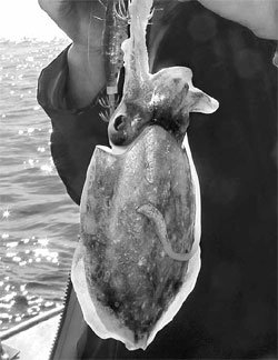 서해 갑오징어 낚시는 가을이 제철이다.