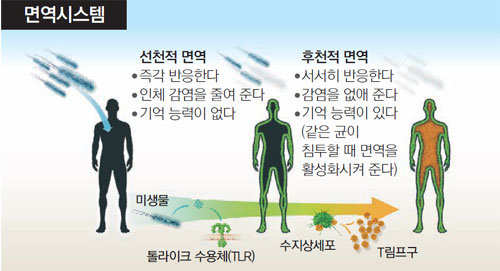 사람의 몸에 침투된 균의 일부가 수지상세포 표면에 있는 톨라이크 수용체에 붙게 됨. 이를 통해 활성화된 수지상세포가 균을 신속히 막으면서 후천적 면역세포인 T림프구를 활성화시켜 균을 박멸함.