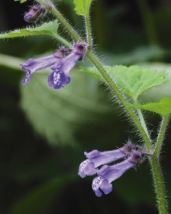 제주 서귀포시 안덕면 계곡에서 발견된 제주골무꽃. 난대산림연구소 제공
