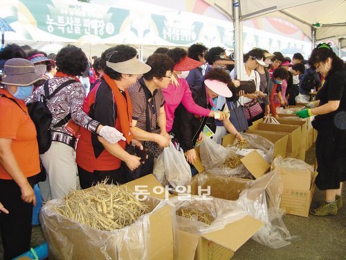 7∼9일 충북 증평군 보강천 체육공원 일원에서 열리는 ‘증평인삼골축제’ 행사장에서는 최고 품질의 인삼을 싼값에 살 수 있다. 증평군 제공