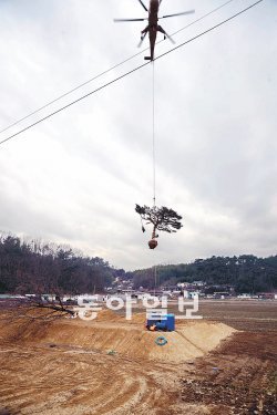 전남 순천시와 산림청은 지난해 1월경 순천시 승주읍 시유림에 심어진 큰나무 2그루를 2013순천만국제정원박람회장으로 수송하는 
시범운반을 실시했다. 시범운반은 10일부터 5일간 진행되는 큰나무 50그루 수송 작전의 시행착오를 줄이기 위해 진행됐다. 순천시 
제공