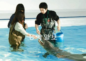 돌고래에게 먹이를 주고, 직접 만질 수 있는 돌고래 조련사 체험프로그램이 10일부터 제주 서귀포시 안덕면 마린파크에서 본격적으로 운영된다. 임재영 기자 jy788@donga.com