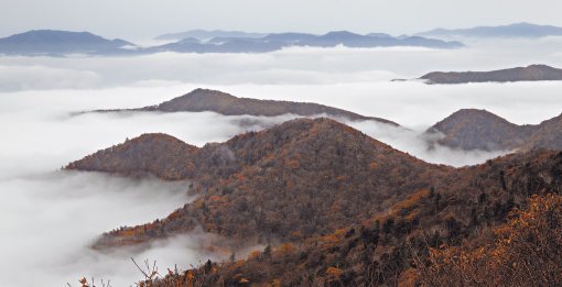 오매! 오대산 잔등에 불이 붙었네! 14일 구름바다 사이로 붉게 물든 오대산 첩첩 단풍. 크고 작은 산들이 비로봉 아래 울긋불긋한 옷차림으로 넙죽 엎드려 있다. 구름바다 저 너머엔 아직 푸른 옷을 입은 산들이 차례를 기다리며 웅성거린다. 산첩첩 구름첩첩 단풍첩첩 바람첩첩. 푸른 산, 푸른 하늘, 흰 구름, 붉은 단풍. 가을 오대산은 다섯장의 붉은 연꽃으로 둘러싸인 부처님 나라이다. 겨울에 흰눈이 내리면 백련꽃이 벙긋 입을 벌린다. 평창 오대산=변영욱 기자 cut@donga.com