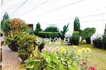 충북 청원군 문의면 옛 대통령 휴양시설인 청남대에서 21일∼11월 6일 국화축제가 열린다. 청남대 제공