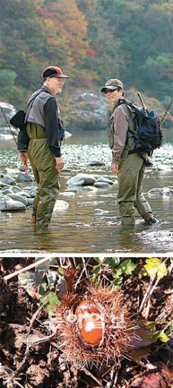 문강순(왼쪽) 씨와 신준식 씨가 계곡을 따라 걸어가고 있다. 물속을 걷는 것은 운동 강도가 아쿠아 에어로빅과 비슷하다(위). 경기 양평군의 계곡에선 곳곳에 떨어진 토종밤이 가을의 정취를 느끼게 해 줬다.