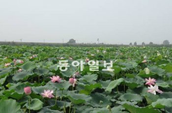 대구 동구 반야월 일대 연 재배단지. 대구시 제공