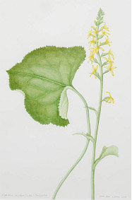 식물 세밀화 2011년 장효주 작 ‘곰취’