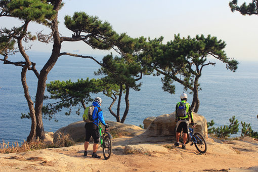 울산 대왕암공원을 지나다 멋들어진 소나무와 푸른 바다에 취해 자전거를 멈춘 대원들. 대왕암공원은 수령 100년이 넘는 아름드리 곰솔과 연보라빛 해국이 어우러진 곳으로 올해 대한민국을 대표하는 아름다운 숲으로 선정되기도 했다.
