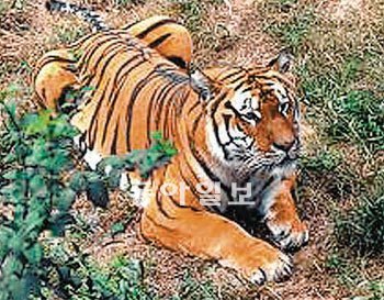 4일 오전 노화로 숨진 백두산호랑이 ‘백두’의 생전 모습. 국립수목원 제공