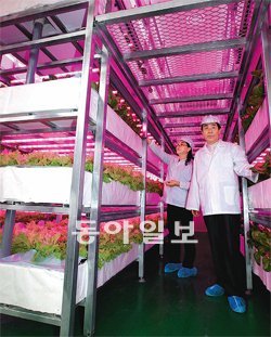 LED 조명으로 상추, 청경채, 치커리 등 각종 채소를 속성으로 재배하는 ‘LED 식물공장’이 7일 광주 서구 덕흥동에 완공돼 생산에 들어갔다. 박영철 기자 skyblue@donga.com