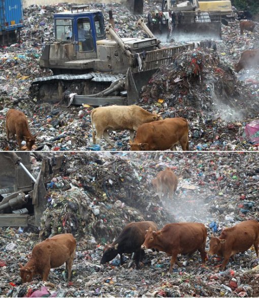 쓰레기장에서 키운 소(출처: 봉황망, 홍망)