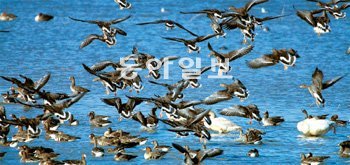 2일부터 열리는 철새축제를 앞둔 경남 창원시 동읍 주남저수지에서 쇠기러기떼들이 하늘을 날고 있다. 창원시 제공