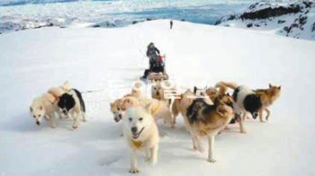 홍성택 탐험대장은 16마리의 개와 함께 그린란드 내륙을 종단했다. 그는 “뒤처진 개를 다른 썰매견들이 물어뜯을 때 나도 자칫 잘못하면 죽겠다는 생각이 들었다”고 고백했다. 채널A제공
