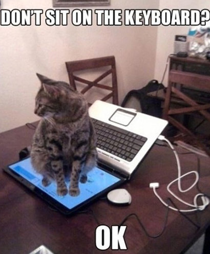 ‘키보드에 좀 앉지 마’(사진= 커뮤니티 게시판)