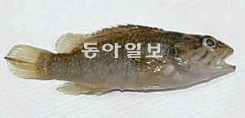 서울시는 15일 우이천 중·상류 지역의 수질이 개선돼 1급수 어종인 꺽지가 돌아왔다고 밝혔다. 서울시 제공
