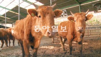 전북 남원시 주천면 한 축사의 소들이 제대로 먹지 못해 갈비뼈와 엉덩이뼈를 앙상히 드러내고 있다. 한효준 채널A 기자 ybshan@donga.com