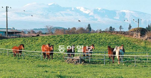 제주는 사시사철 녹색이다. 또 제주인들의 삶은 화산을 닮아 갈색이다. 그리고 바다는 청정함을 상징하는 코발트 빛이다. 목장의 말들이 한가롭게 쉬고 있는 뒤로 흰 옷을 입은 한라산이 보인다. 제주=서영수기자 kuki@donga.com