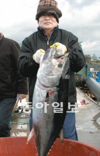 제주 서귀포시 대정읍 지역 육상 수조에서 인공으로 키운 참치가 최근 출하됐다. 이 참치는 서울 강남 일식집 등으로 납품된다. 제주일보 제공