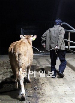 키우던 송아지를 팔려고 5일 새벽 충남 논산시 부적면 덕평리 소 시장에 왔지만 결국 허탕을 친 한 축산농이 송아지와 함께 힘없이 돌아서고 있다. 논산=장승윤 기자 tomato99@donga.com