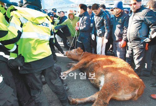 소값 파동에 애꿎은 소만… 소값 폭락에 항의하는 전남 순천지역 축산농민 70여 명이 5일 호남고속도로 순천나들목 입구에서 고속도로 
진입을 제지하는 경찰과 대치하고 있다. 중간에서 농민과 경찰의 몸싸움에 시달리던 소가 지쳐 쓰러져 있다. 죄 없는 소만 고통받는 하루였다. 
순천=박영철 기자 skyblue@donga.com