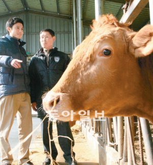 10일 전남 영광군 법성면 청보리 목장. 추위와 눈을 피해 축사로 들어온 한우를 보며 이마트 변상규 바이어(왼쪽)와 유경환 대표가 대화를 나누고 있다. 마트가 키우는 비용을 모두 대주고, 농가는 키우기만 하면 되는 위탁영농 실험을 통해 둘 다 이윤은 늘리고 소매가격은 내릴 수 있었다. 이마트 제공