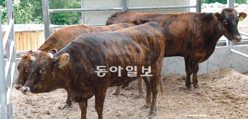 경북 울릉군 서면 칡소특화단지에 사육 중인 약칡소. 울릉도 나물과 약초, 해양심층수로 키워 맛이 뛰어나 명품으로 대접받는다. 울릉군 제공